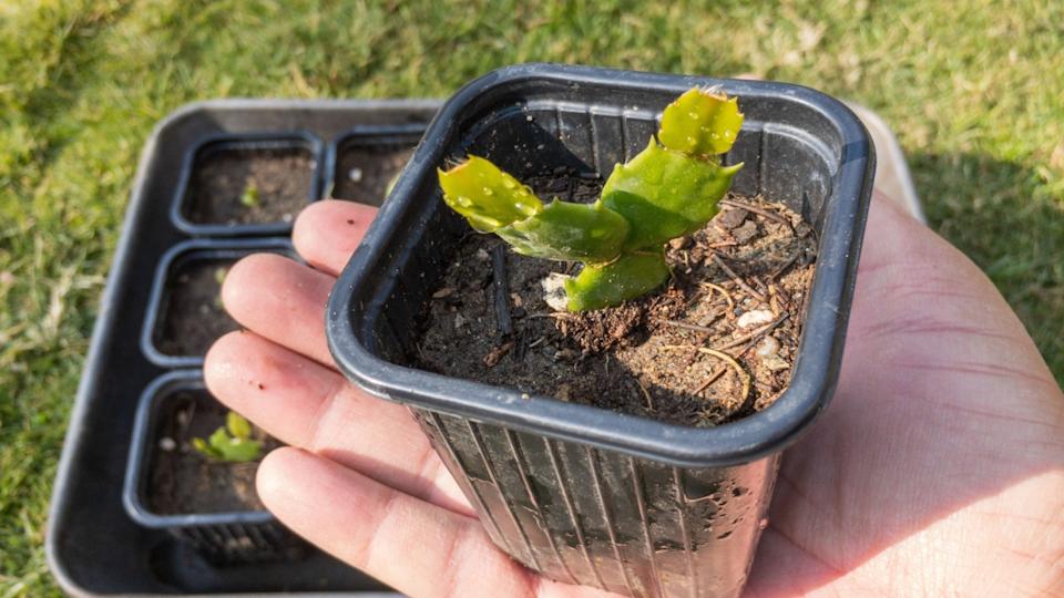 نبات صبار عيد الميلاد شلمبرجيرا يحمل في يده