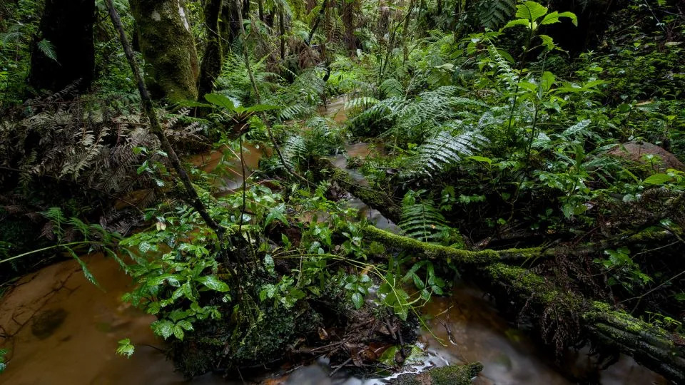 تم العثور على Nectophrynoides viviparus في مجموعة من الموائل في تنزانيا. - ميشيل مينيجون
