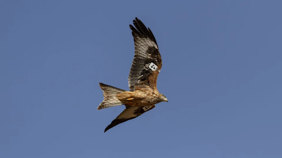 طائرة ورقية حمراء تحمل علامة تقوم بأول رحلة لها في البرية