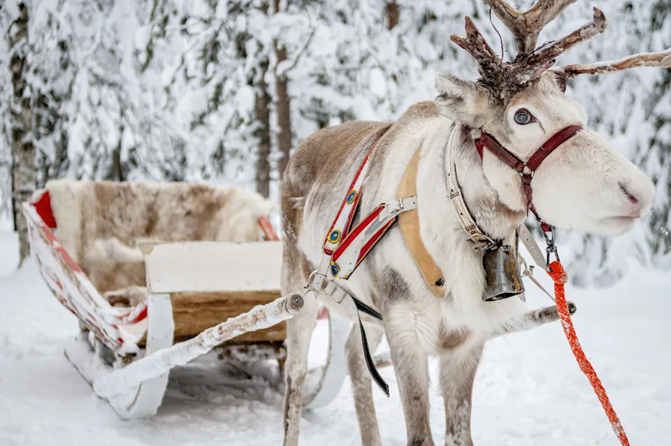 الرنة والمزلقة في لابلاند بالقرب من روفانيمي، فنلندا