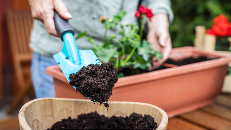 امرأة تضع التربة أو السماد في أصيص زهور بواسطة المجرفة. بائع الزهور يزرع الزهور. البستنة في الربيع