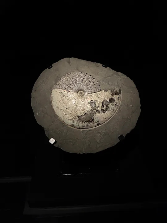 ملصقات وديوراما مختلفة للديناصورات كجزء من معرض المتحف