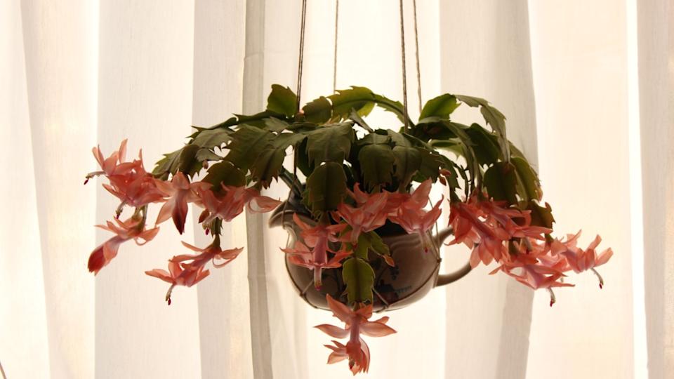 صبار عيد الميلاد المزهر مع خلفية من الستائر البيضاء ذات الإضاءة الخلفية