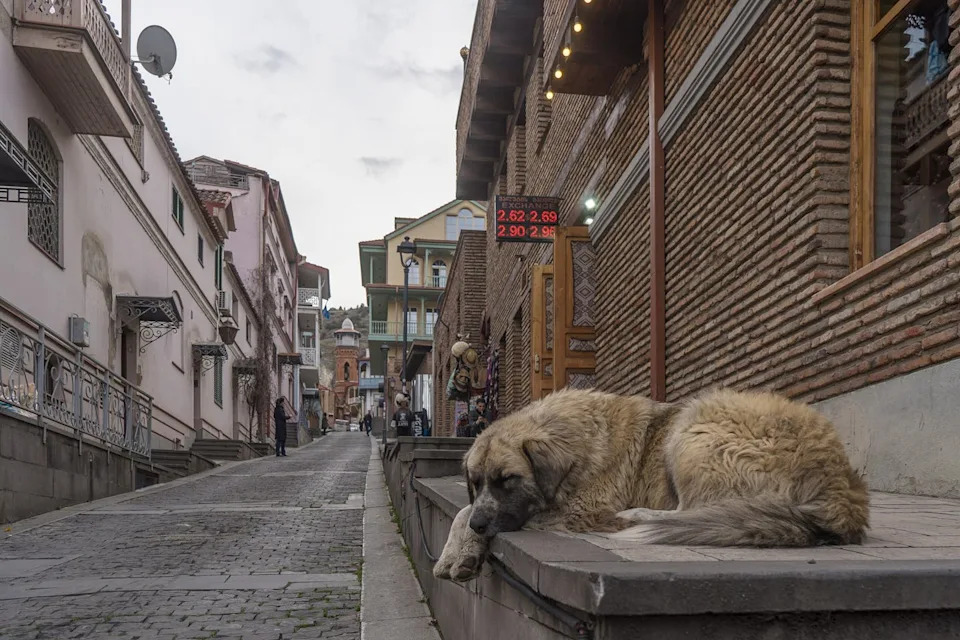 كلب ملتف على الرصيف في المدينة