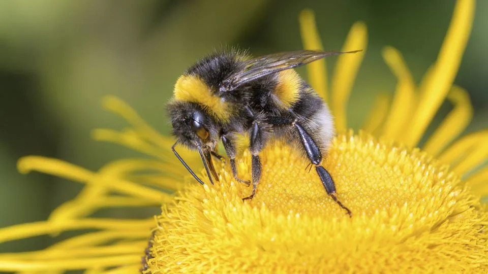 ويقول الباحثون إنهم يأملون أن تساعد نتائج الدراسة الناس على رؤية أن النحل الطنان هو أكثر من مجرد ملقحات غير مفكرة. - صور طائر الشمس / imageBROKER / Shutterstock