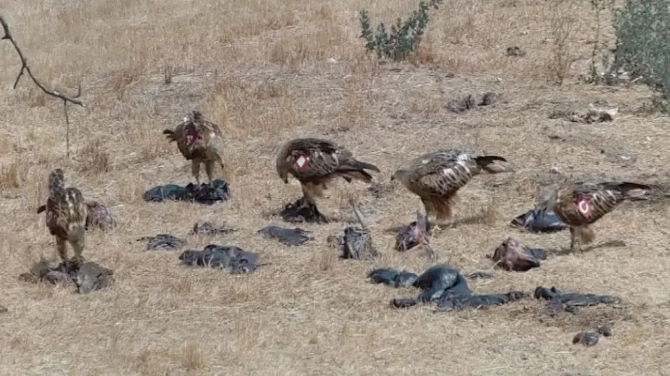 خمس طائرات ورقية حمراء صغيرة على الأرض تأكل