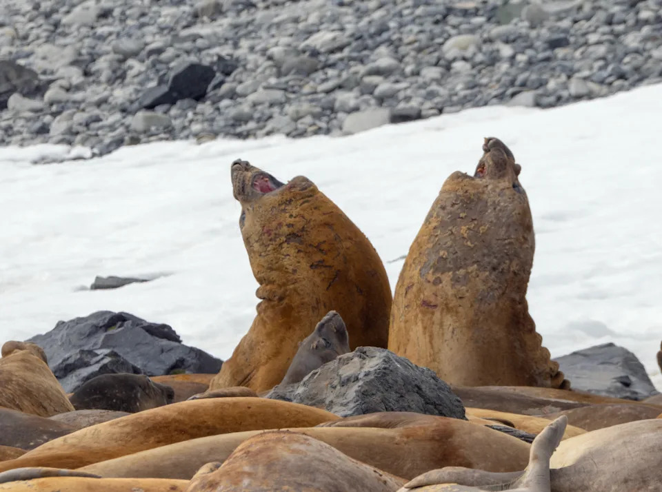 أختام الفيل