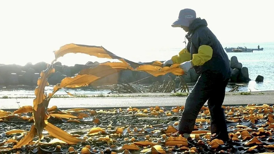 يتم وضع عشب البحر كومبو في الشمس لتجفيف واكاناي، هوكايدو، في 15 يوليو 2012. تعتبر هذه الأعشاب البحرية جزءًا حيويًا من الثقافة الغذائية والاقتصاد الياباني. لكن الحصاد أصبح أكثر صعوبة. - هيرواكي موراتا / يوميوري شيمبون / ا ف ب