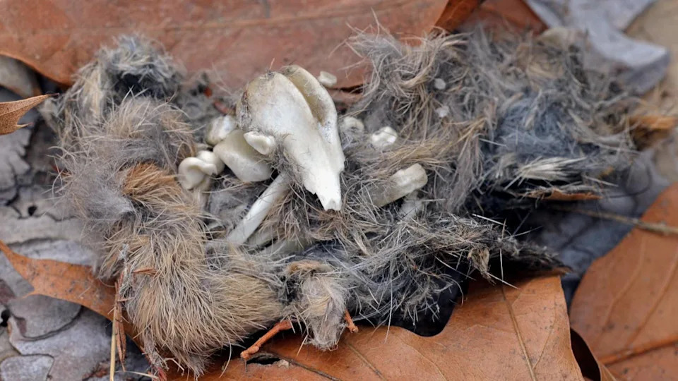 تم العثور على جمجمة صغيرة وفراء في حبة بومة