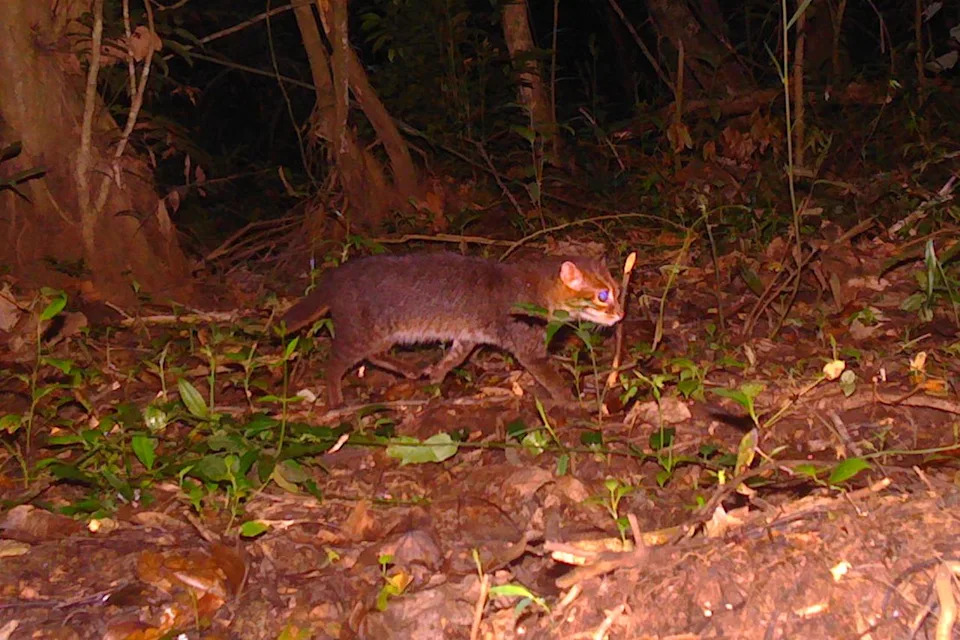 DNP/Panthera تايلاند تثبت الصور الجديدة من DNP وPanthera في تايلاند وجود وإعادة اكتشاف واحدة من أكثر القطط البرية المهددة بالانقراض والأقل شهرة في العالم، وهي القطة ذات الرأس المسطح، في محمية الأميرة سيريندهورن للحياة البرية في تايلاند.