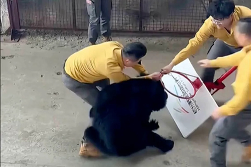 يبدو أن أحد الموظفين في Newsflare يستخدم طوق كرة السلة واللوحة الخلفية في محاولة للمساعدة في إبعاد الدب عن مدربه