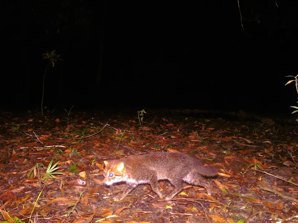 DNP/بانثيرا تايلاند