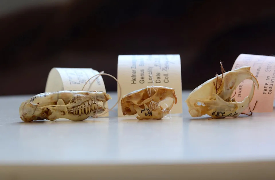 ثلاث جماجم صغيرة