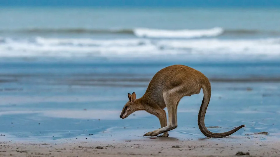 الكنغر يقفز على الشاطئ في كيب هيلزبورو، كوينزلاند، أستراليا.