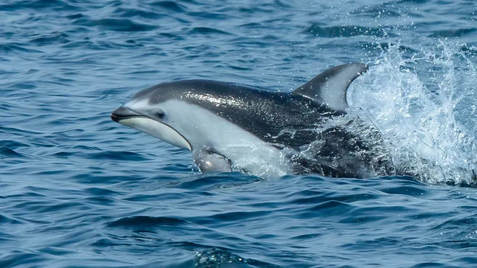 دولفين المحيط الهادئ ذو الوجه الأبيض يسبح في الماء. - جامعة كولومبيا البريطانية (A.Trites)، جامعة دالهوزي (S. Fortune)، معهد هاكاي (K. Holmes)، معهد ليبنيز لأبحاث حديقة الحيوان والحياة البرية (X. Cheng)