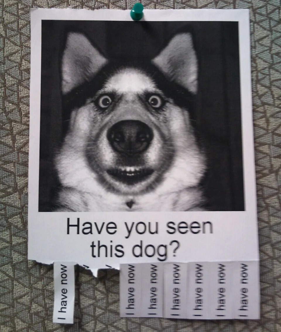 ملصق مفقود من كلب الهاسكي السيبيري مع قراءة علامات التبويب الممزقة "لدي الآن" في الأسفل