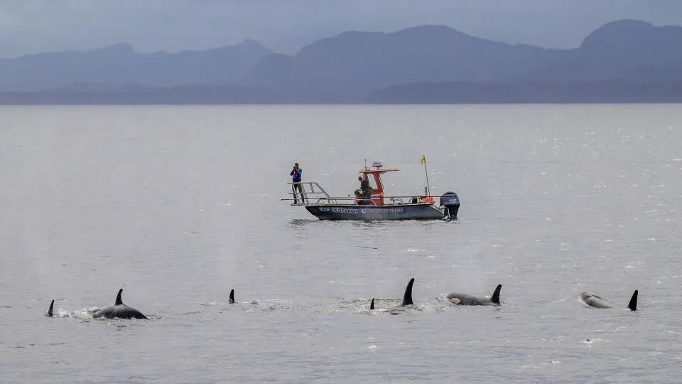 تم استخدام سفينة الأبحاث Steller Quest لوضع علامات على الحيتان القاتلة. - جامعة كولومبيا البريطانية (A.Trites)، جامعة دالهوزي (S. Fortune)، معهد هاكاي (K. Holmes)، معهد ليبنيز لأبحاث حديقة الحيوان والحياة البرية (X. Cheng)