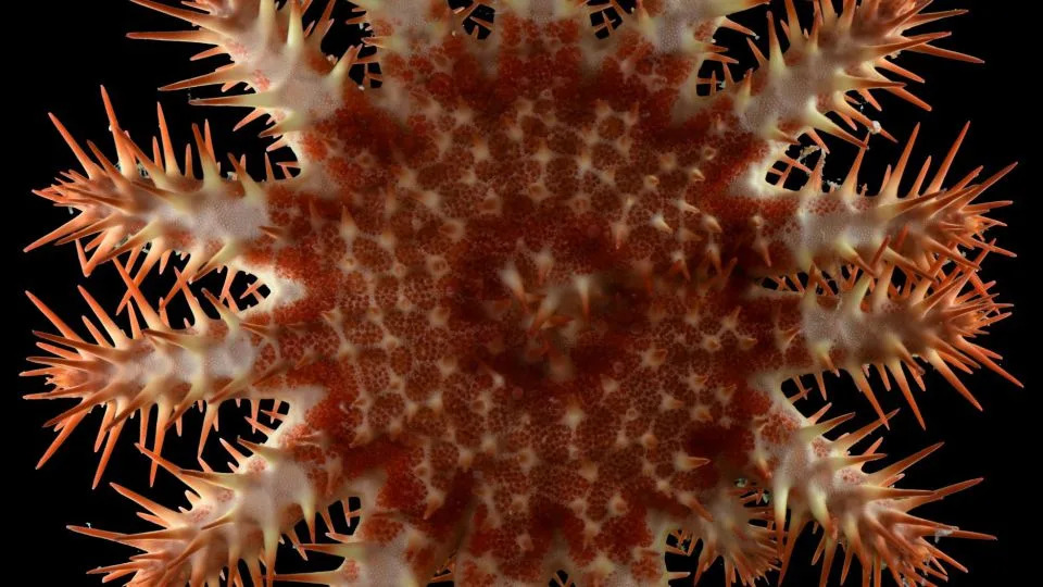 نجم بحر صغير ذو تاج أشواك في المحيط الهادئ تم جمعه على الشعاب المرجانية أثناء الغوص في المياه الضحلة على عمق حوالي 80 قدمًا. - أكاديمية كاليفورنيا للعلوم