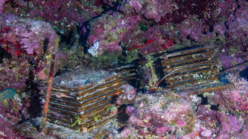 أجهزة المراقبة التي تم التقاطها في نوفمبر 2025 بعد أن أمضت ثماني سنوات في الشعاب المرجانية العميقة في غوام. - أكاديمية كاليفورنيا للعلوم