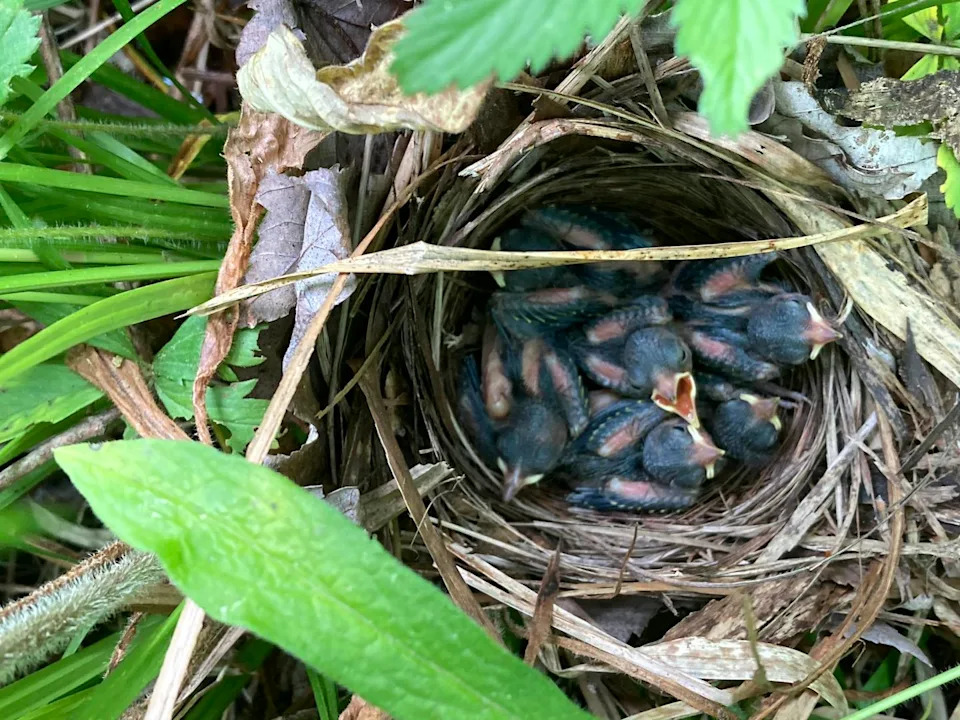 عش مملوء بصغار الطيور، أحدهم متجه للأعلى وفمه مفتوح