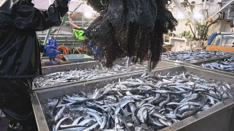 تم إنزال أول صيد من سمك الصوري لهذا الموسم في ميناء في نيمورو بجزيرة هوكايدو الرئيسية في أقصى شمال اليابان في 15 أغسطس 2025. وقد تأثرت هذه الأنواع بشكل خاص بالتغيرات التي طرأت على كوروشيو. – كيودو نيوز / غيتي إيماجز