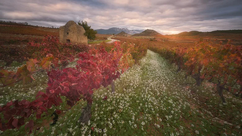 مزارع الكروم الخريفية في لاريوخا