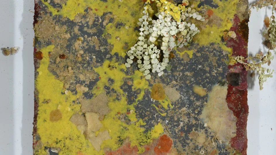 سطح أحد أجهزة مراقبة الشعاب المرجانية التي جمعها الغواصون من الشعاب المرجانية العميقة في غوام. - أكاديمية كاليفورنيا للعلوم