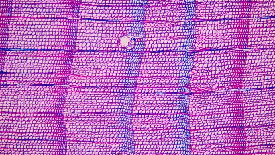 الخطوط الزرقاء المرئية في هذا التكبير لحلقة الشجرة المستخدمة في الدراسة تتوافق مع عامي 1345 و1346، ويعتقد الباحثون أن هذا دليل على ثوران بركاني. - أولف بونتجن