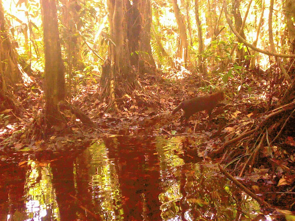 DNP/بانثيرا تايلاند