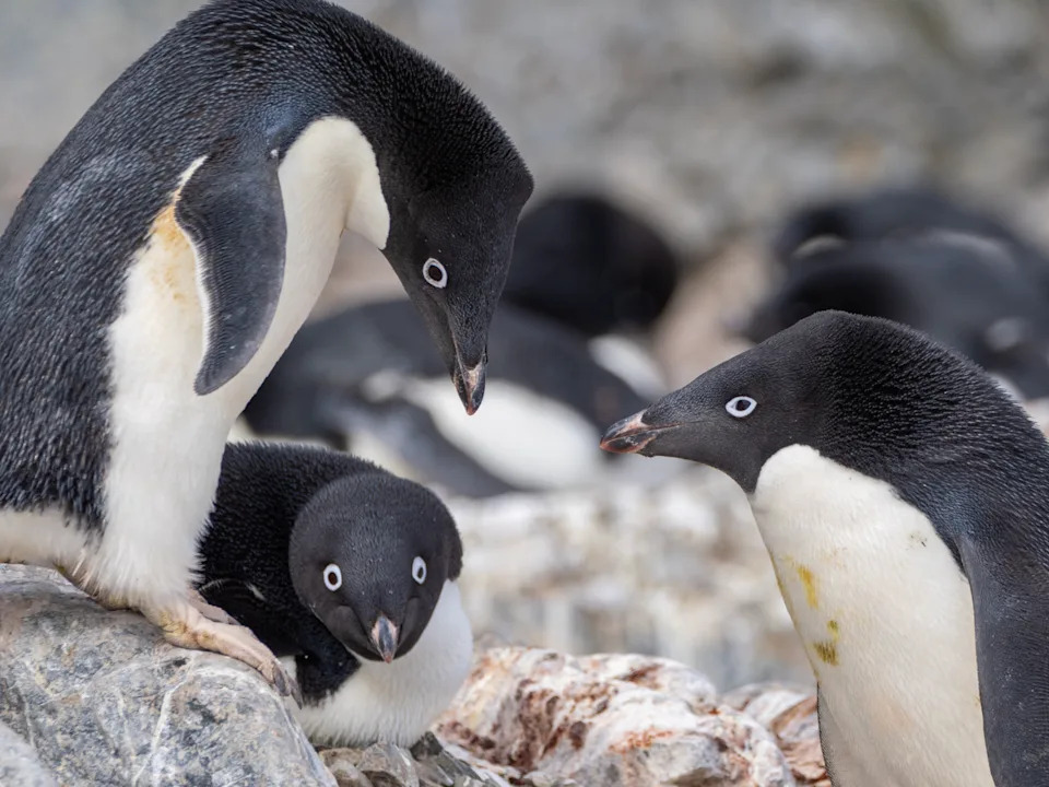 طيور البطريق