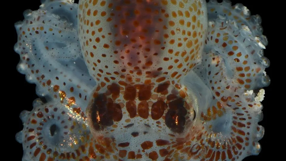 تم العثور على نوع صغير من الأخطبوط بين الحيوانات التي تم جمعها من جهاز الرصد. - أكاديمية كاليفورنيا للعلوم