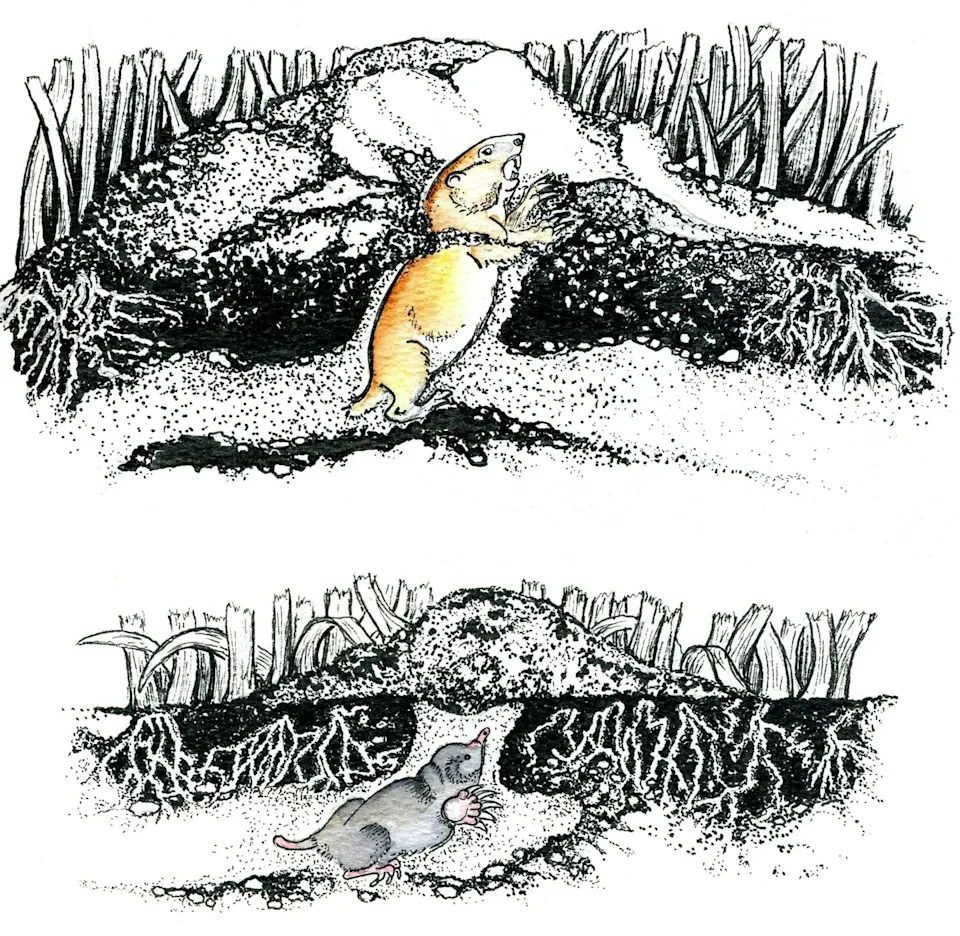 رسم توضيحي لخلد وغوفر تحت الأرض