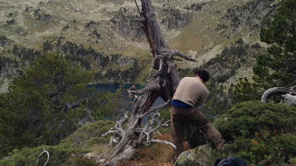 باحثون يجمعون عينات من الأشجار في جبال البيرينيه. - أولف بونتجن