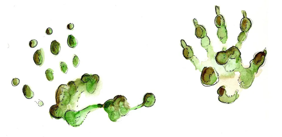 الرسوم التوضيحية لمسارين. الإبهام المقابل واضح في مسار الأبوسوم.
