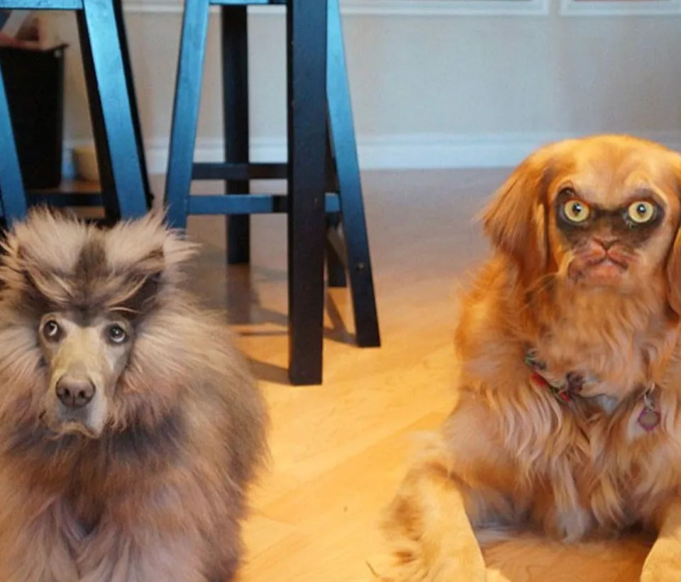 كلبان يجلسان في الداخل. أحدهما له عرف رقيق والآخر له وجه معبر كوميدي