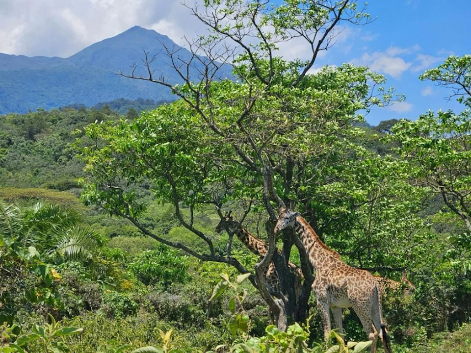 الزرافة تتجول بين الأشجار مع وجود جبل في المسافة.