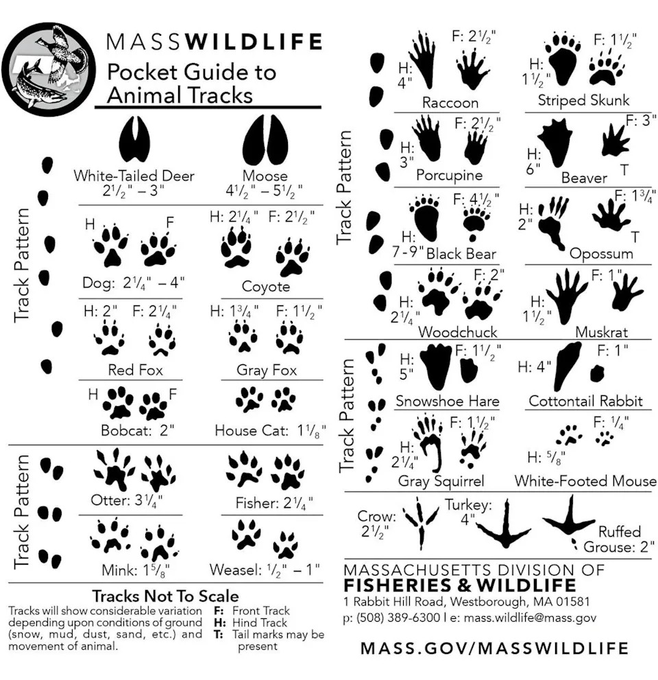 الرسوم التوضيحية لمسارات الحيوانات حسب الحجم النموذجي والأزواج ونمط المسار.