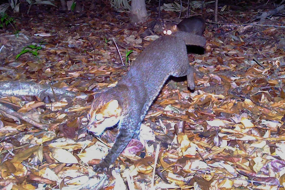 DNP/Panthera تايلاند لقطة نادرة بالكاميرا عن بعد لأم قطة مسطحة الرأس وشبلها في محمية الأميرة سيريندهورن للحياة البرية، تايلاند