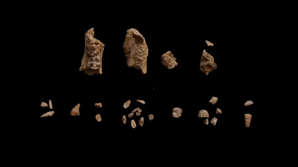 تم العثور على عظم الفك في 29 قطعة، تم انتشال 27 منها عن طريق التقاط الأوساخ المنخل. - يوهانس هيلا سيلاسي