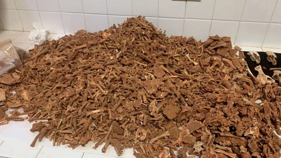 قام فريق البحث بجمع حفريات لأنواع مختلفة من الفقاريات. - بإذن من لازارو فينيولا لوبيز