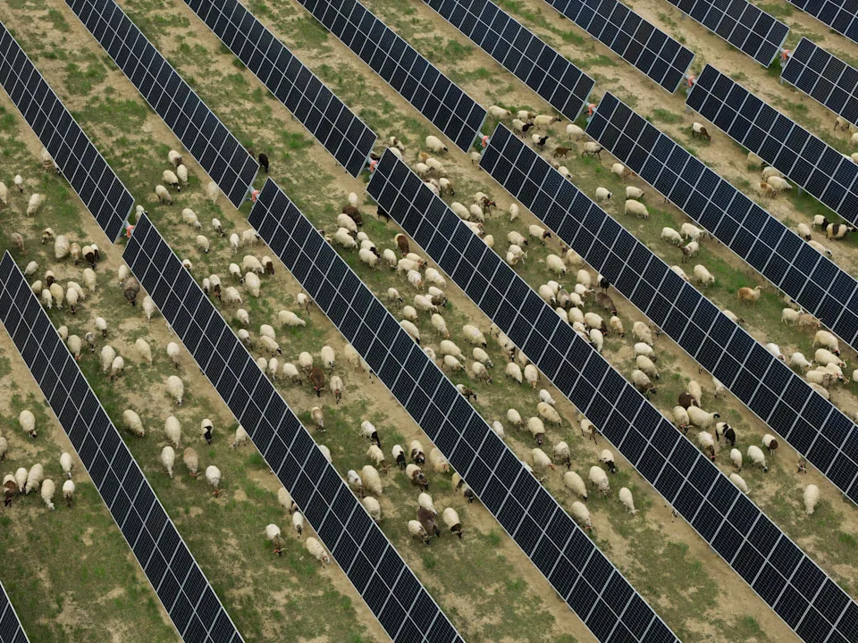 ترعى الأغنام بين الألواح الشمسية في صحراء تالا، مقاطعة تشينغهاي. ويمين تشو