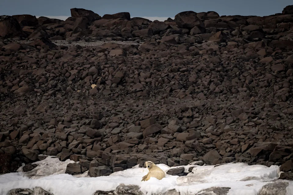 منظر للدب القطبي خلال البعثة الوطنية الخامسة للبحث العلمي في القطب الشمالي في سفالبارد، النرويج، في 16 يوليو 2025. / Credit: Sebnem Coskun/Anadolu/Getty