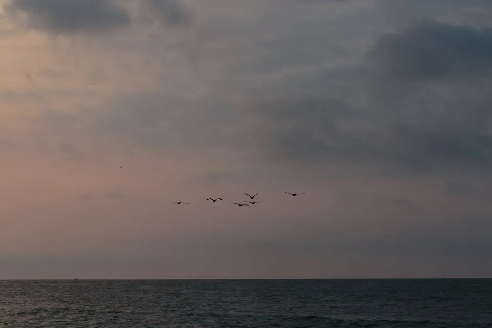 سماء زرقاء وردية مع عدم وجود شمس فوق المحيط، مع تشكيل من الطيور المحلقة