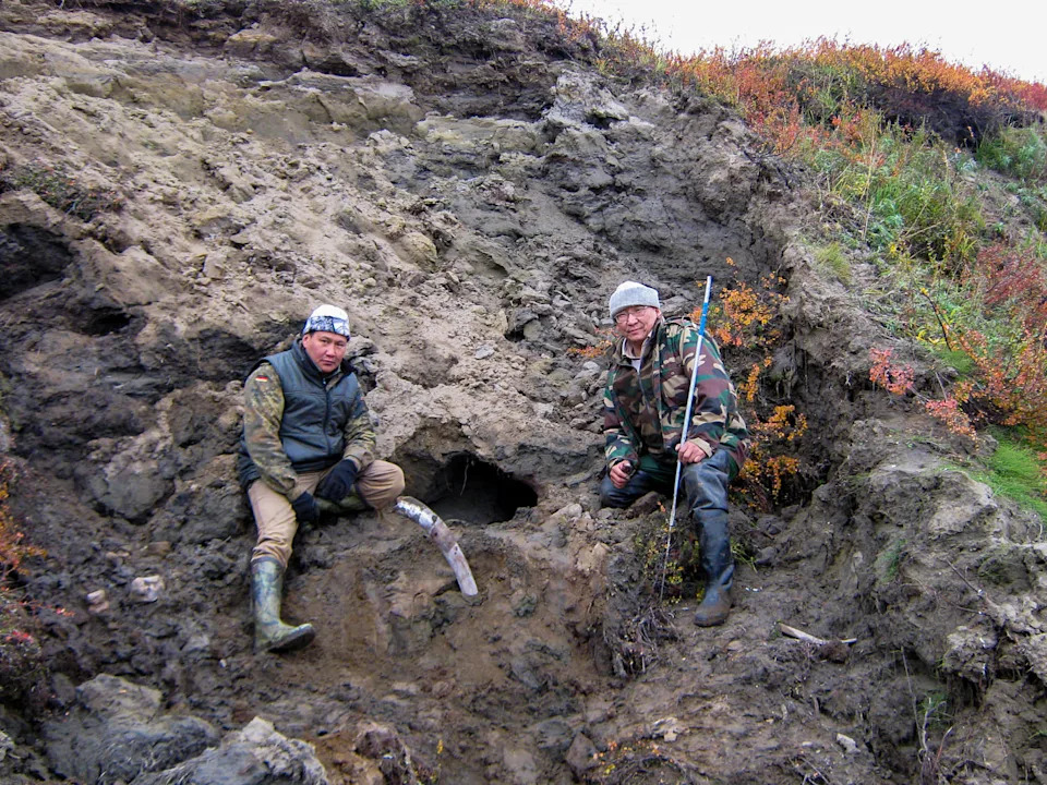 قسم التربة الصقيعية حيث تم العثور على جرو تومات الذئب (سيرجي فيدوروف)