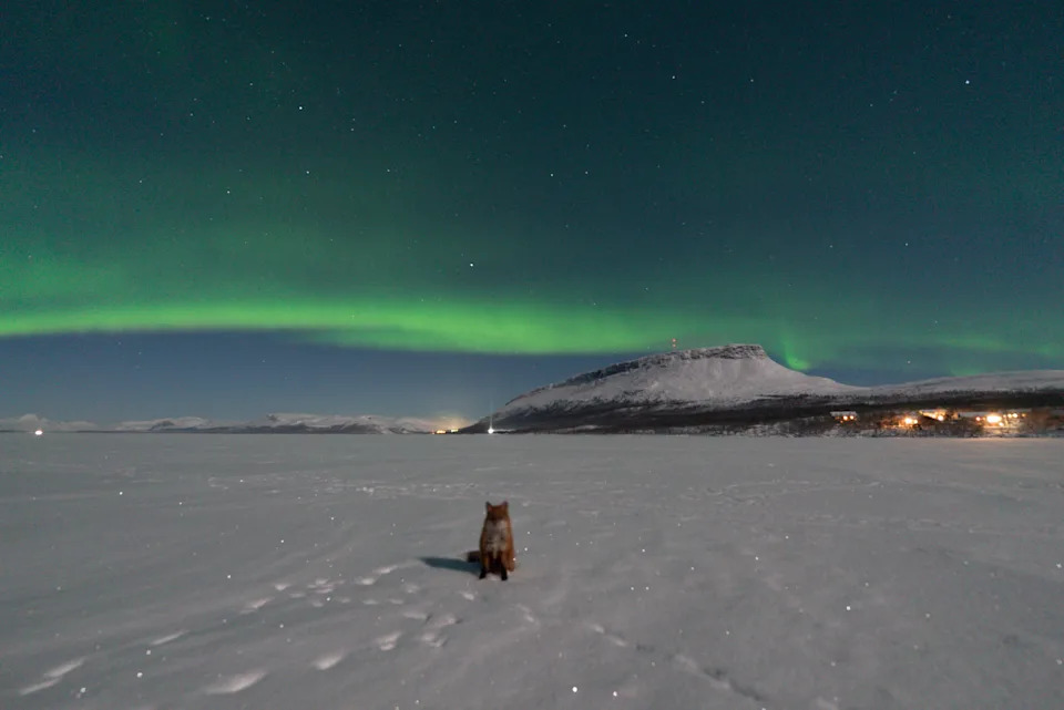 الثعلب في وضع مثالي تحت شريط دوار من الضوء الأخضر في السماء - الأضواء الشمالية