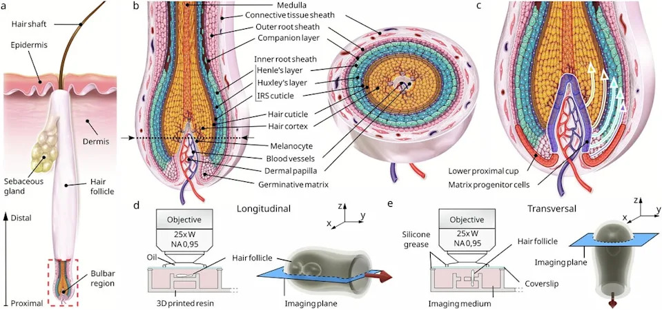 تنظيم بصيلات الشعر وإعدادها للتصوير المباشر لبصيلات الشعر البشري (Nature Communications 2025)