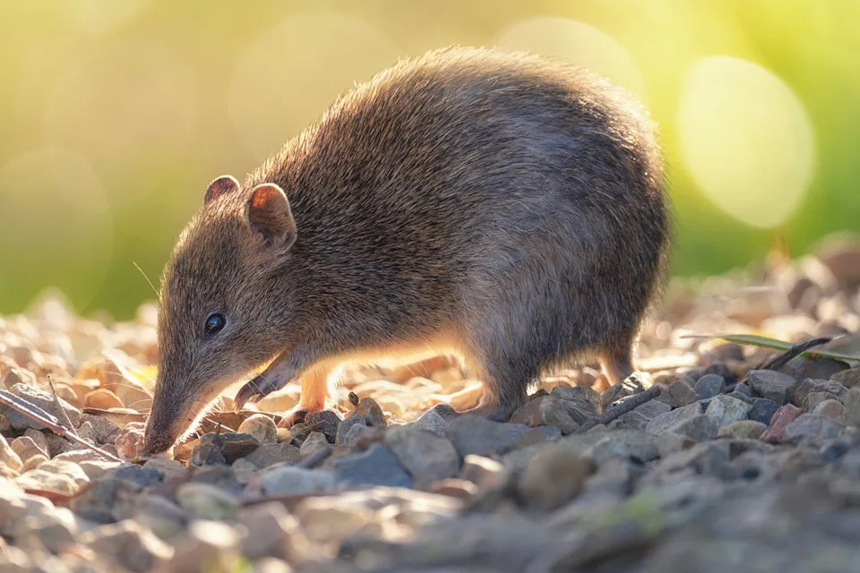 جيتي بانديكوت ذو الأنف الطويل