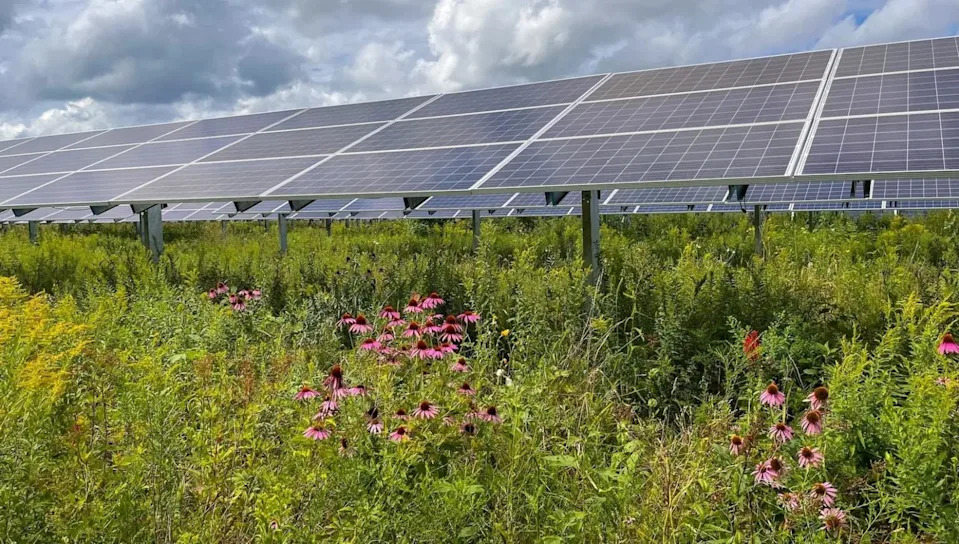 يستضيف مشروع للطاقة الشمسية في ولاية مينيسوتا الزهور المحلية. بإذن من لي والستون