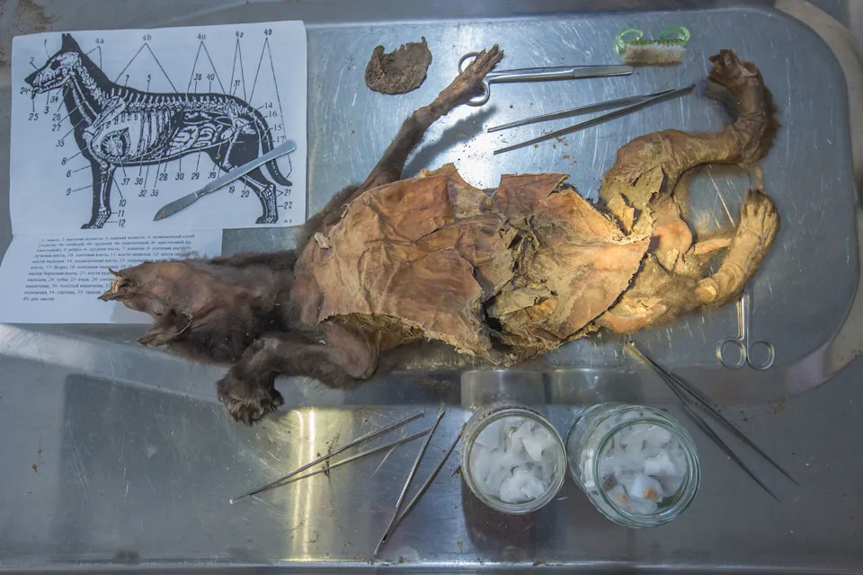 جرو الذئب Tumat-1 في فيينا، النمسا عام 2018. (Mietje Germonpré)