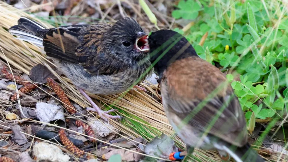 يفترض الباحثون أنه بالمقارنة مع الطيور ذات المنقار الطويل التي تعيش في الجبال، فإن المنقار الأقصر في طيور الحرم الجامعي قد يكون أكثر ملاءمة لنظام غذائي يتكون من بقايا الطعام البشري. - سييرا جلاسمان